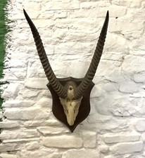 Antique Original Mounted Antelope Partial Skull & Large Horns 27” (67cm)
