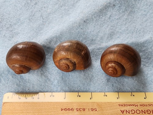 Small authentic florida - authentic,