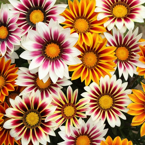 Gazania firecracker mix - firecracker, gr30