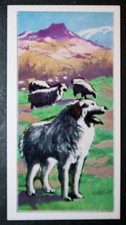 PYRENEAN MOUNTAIN DOG   Vintage 1971 Illustrated Card