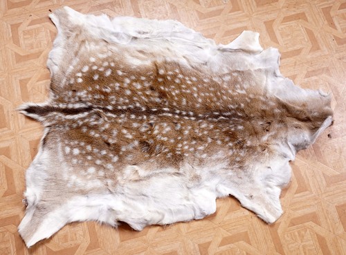 Beautiful deer fur fallow - ,