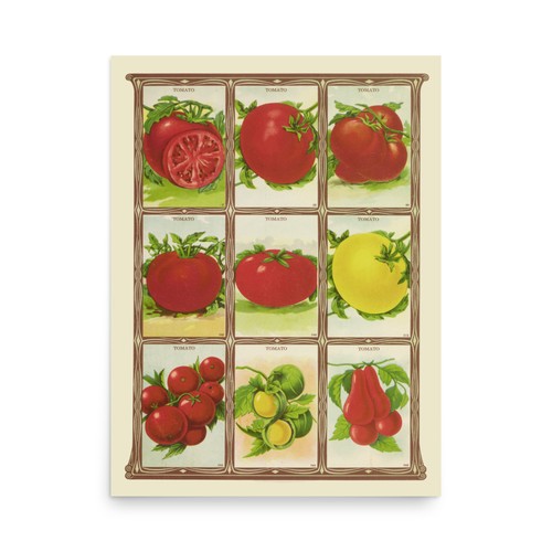 Tomato seed packet - seed, art