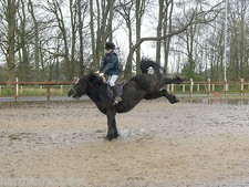 Horse Stable Ironmongery Kick Latches Kick Plates Bolts Hinges Anti Chew Mirrors