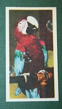 RED and BLUE MACAW  Vintage Parrot Card  EE15