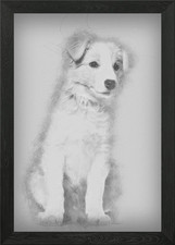 Border Collie puppy sittin