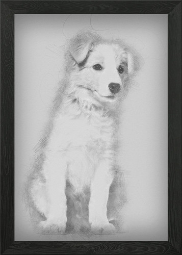 Border collie puppy - border,