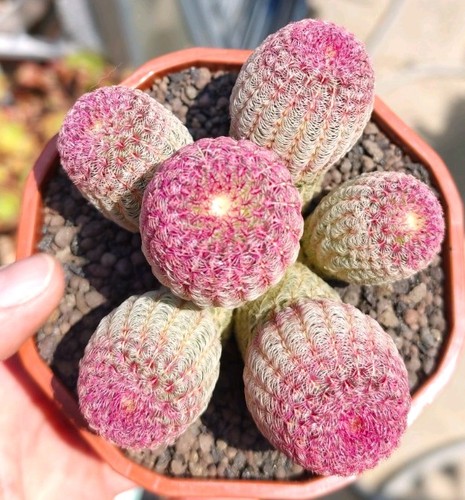 Echinocereus rigidissimus - echinocereus,