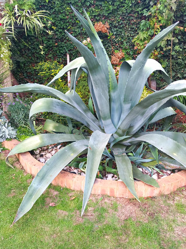 Agave shark teeth outdoor - teeth",