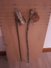 2 x HUGE HAZEL SHANK WALKING