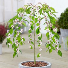 Prunus Ivensii | Yoshino