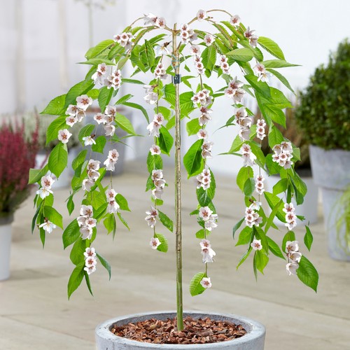Prunus ivensii yoshino - prunus,