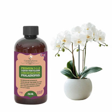 GardenNova Phalaenopsis Orchid