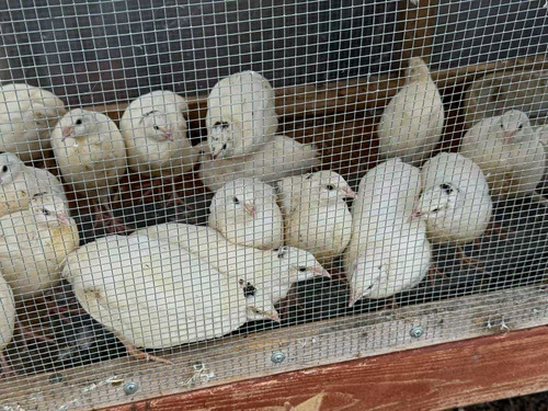 Giant white quails - , hatching