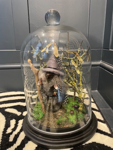 Taxidermy wizard mole - wizard, glass