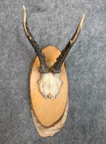 Vintage 1959 german roe - vintage, deer