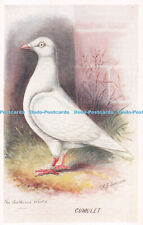 R733353 Cumulet The Feathered World Aids to Amateurs Pigeons No 13