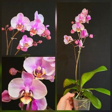 Phalaenopsis Pink. 1 Flower