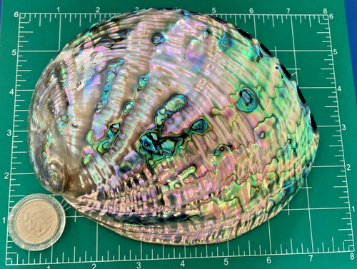 Vintage polished abalone - vintage, shell