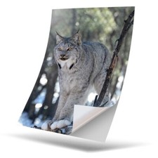 1 x Vinyl Sticker A5 - Bobcat