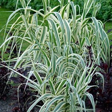 Arundo Ely Variegated Compact