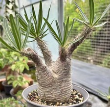 Dia 6.5cm Rare plant SucculentLive Pachypodium ssp. gracilius WYSIWYG Own Root 