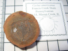 Pennsylvanian Carboniferous Mazon Creek fossil - Cyclus americanus crab #20