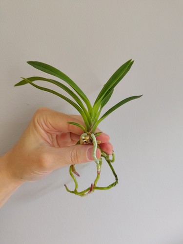 Neofinetia vanda falcata - neofinetia,