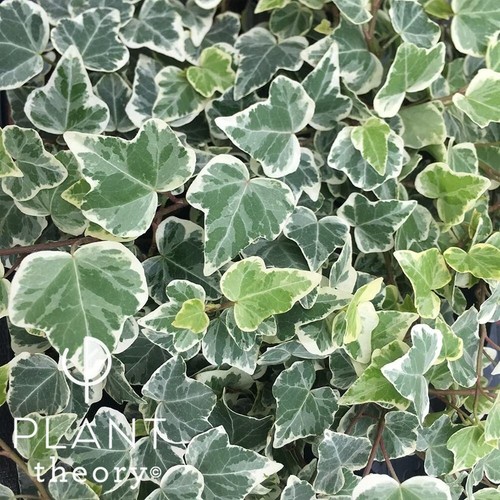 Common english ivy hedera - english,