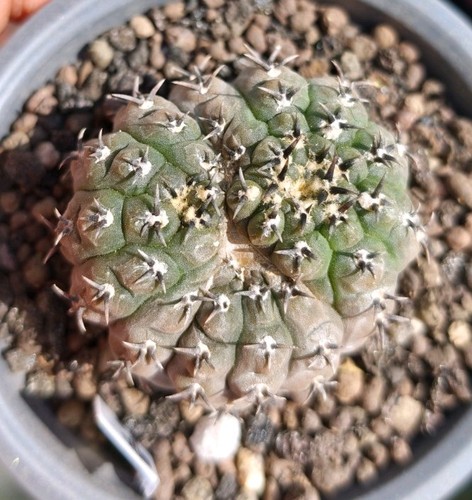 Gymnocalycium bodenbenderianum - gymnocalycium,