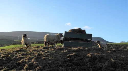 Photo 6x4 winter - 6x4,