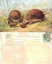Vintage Postcard - Maude