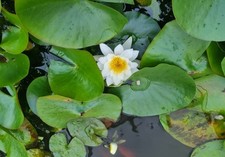 6 POND PLANTS WATER LILYS MARGINAL/DEEP WATER VARIETES