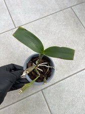 Cattleya guatemalensis
