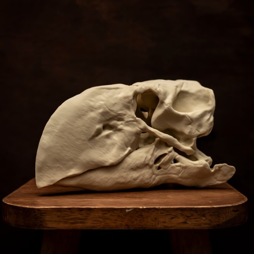 Gastornis skull replica - gastornis,