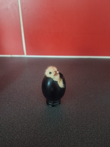 Taxidermy chick egg - taxidermy,
