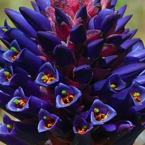 Puya venusta chagualillo - venusta,,