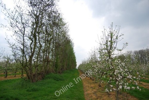 Photo 6x4 orchard blossom - 6x4,