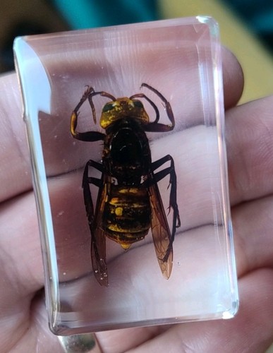 Real flying asian hornet bug - real,
