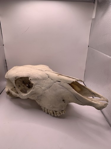Real cow skull - , taxidermy