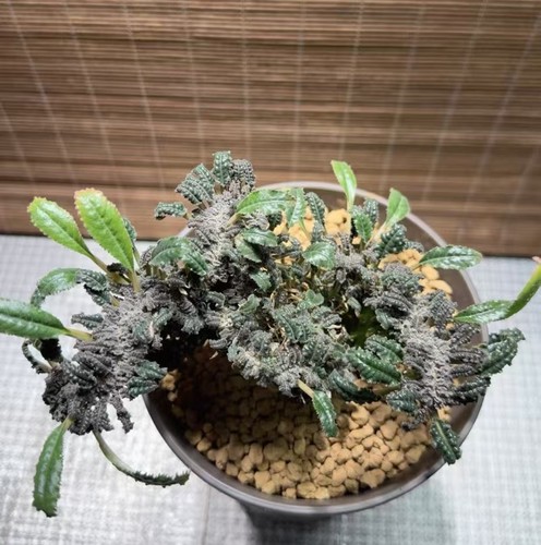 Sale dorstenia elata caudex - sale,