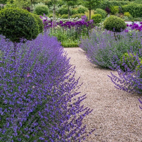 Nepeta faassonii catmint pot - catmint,