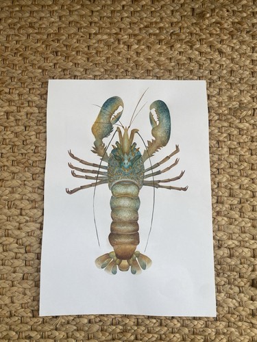 Natural history style lobster - history,