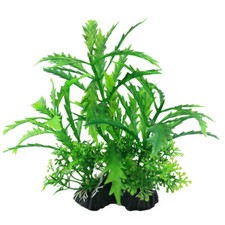 Swell Green Pinatifida