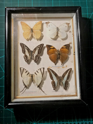 Singapore vintage butterfly - vintage,