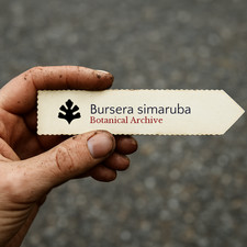 Bursera simaruba seeds - bursera,
