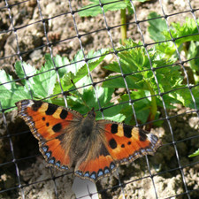 Butterfly netting 25m - |,