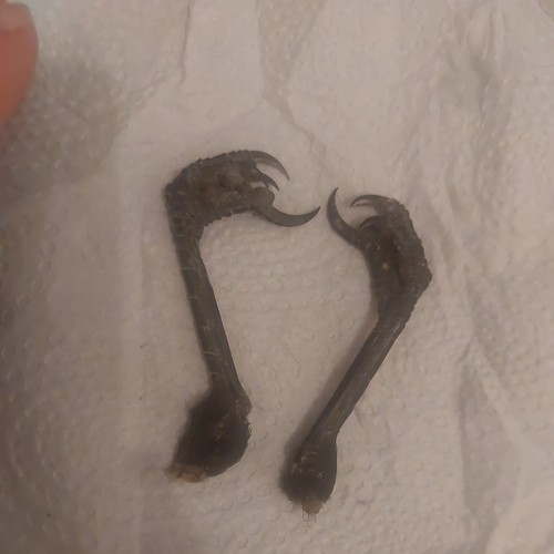 Dried crows feet pair - crows, ready