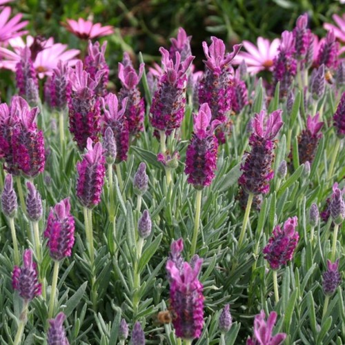 Lavender plug plants - , fragrant