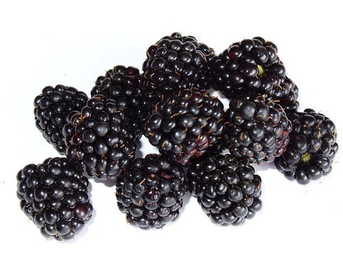 Young organic blackberry - young,