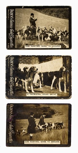 Foxhound fox hound hunting dog - fox,